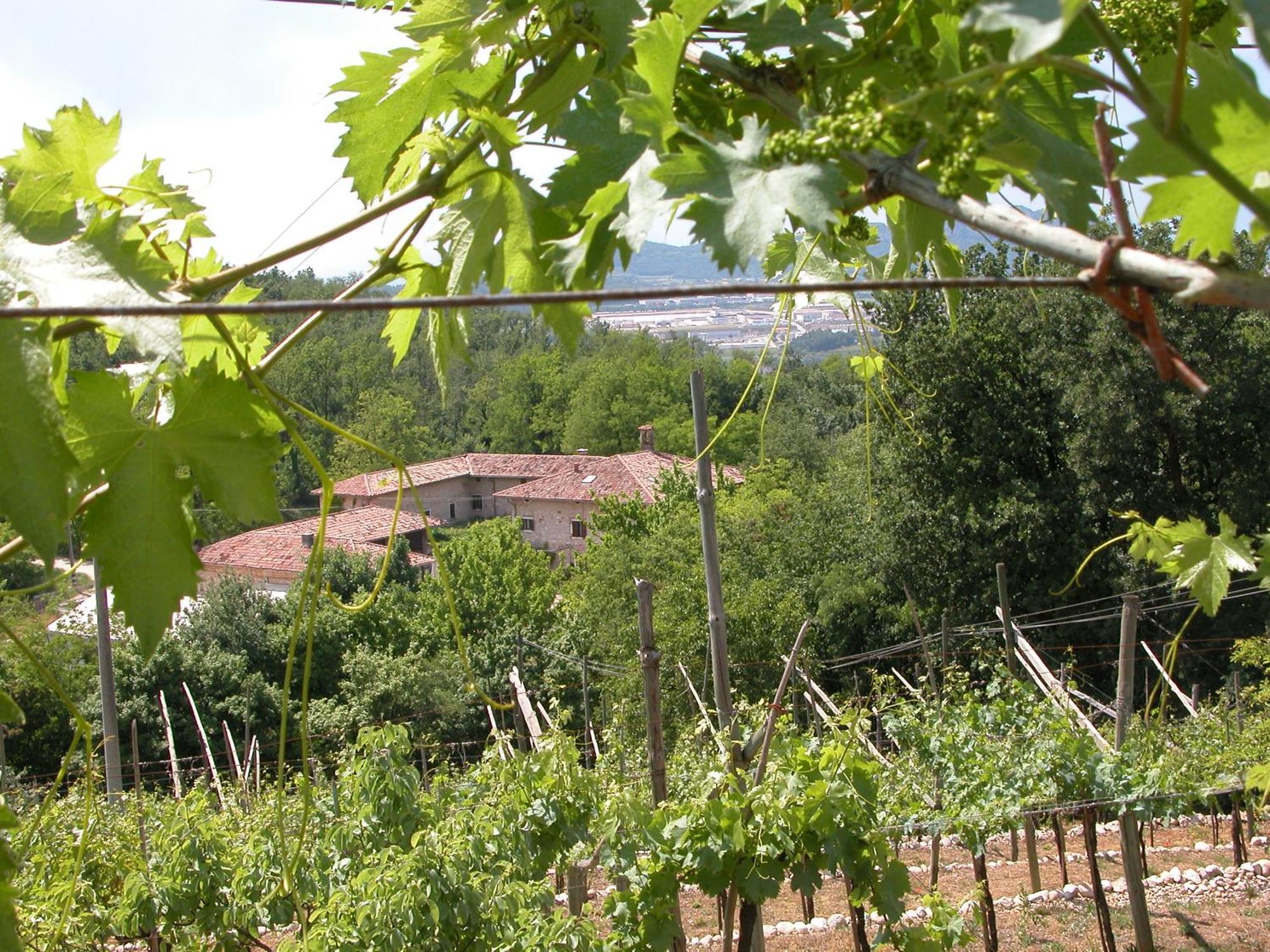 Agriturismo Ca' Verde SantʼAmbrogio di Valpolicella Kültér fotó